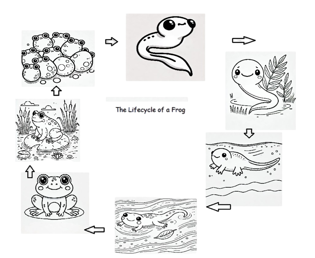 lifecycle of frog The life cycle of a frog